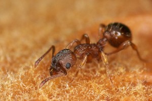 image 4 une fourmi sur un fruit